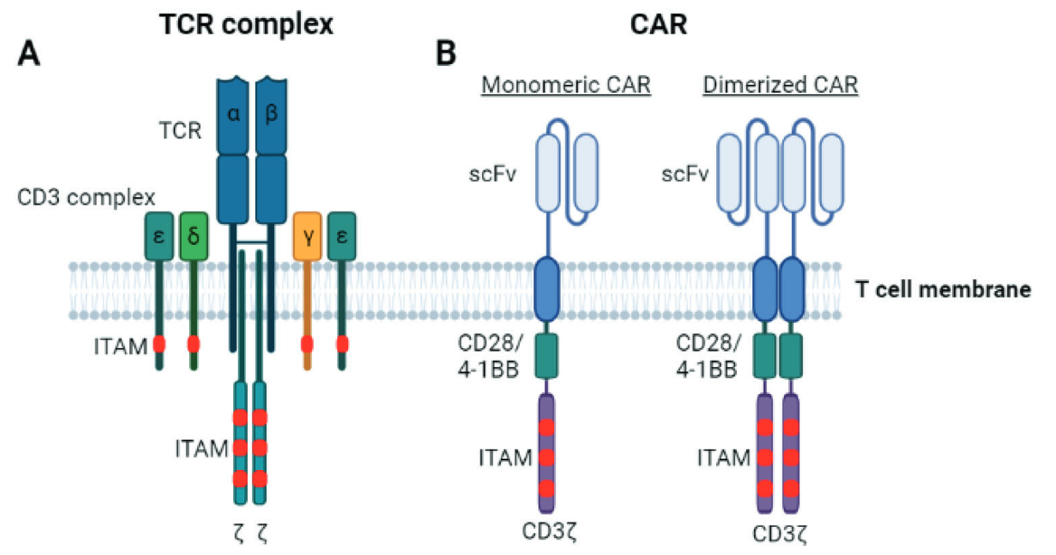 CAT-T AND TCR-T
