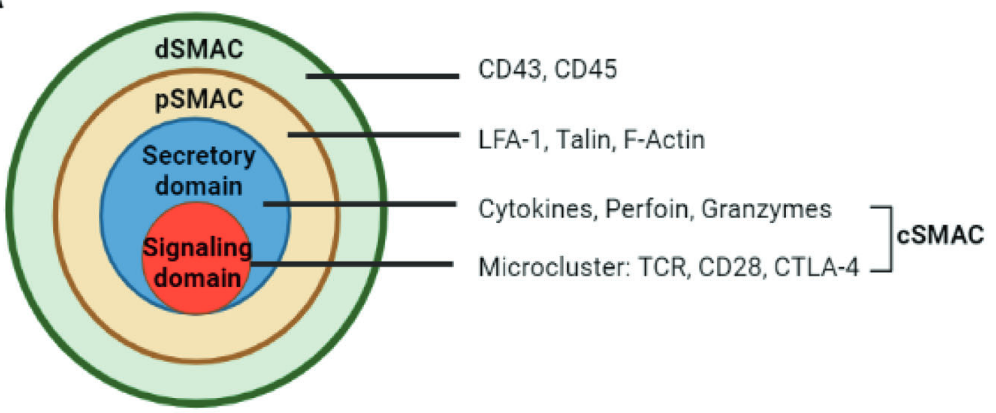 CAT-T AND TCR-T
