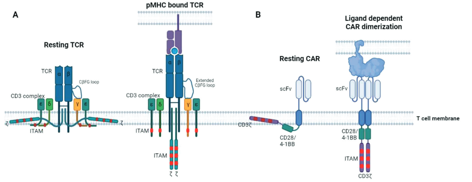 CAT-T AND TCR-T